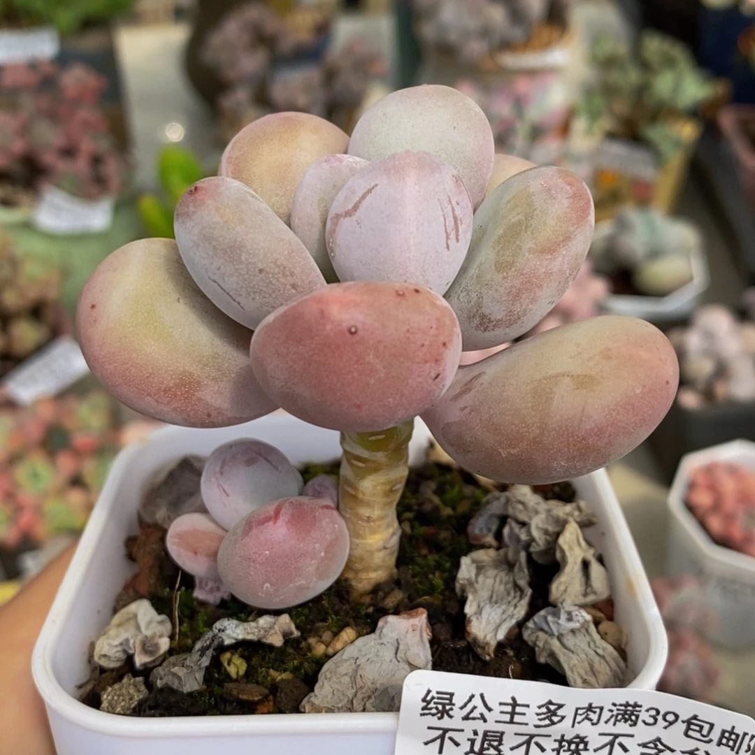 315 彩虹奶6 厘米多肉