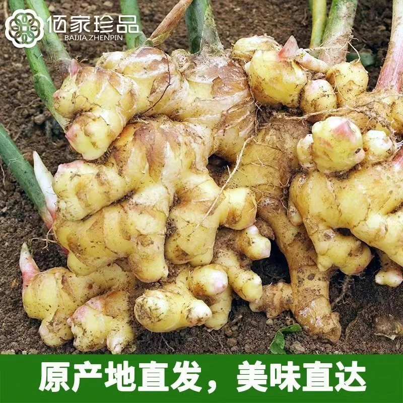 云南有机鲜姜生姜带泥沙地种植老姜小黄姜月子姜1斤/2斤/3斤/5斤