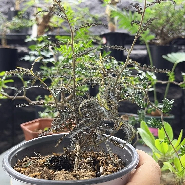 银叶索科特拉一物一拍