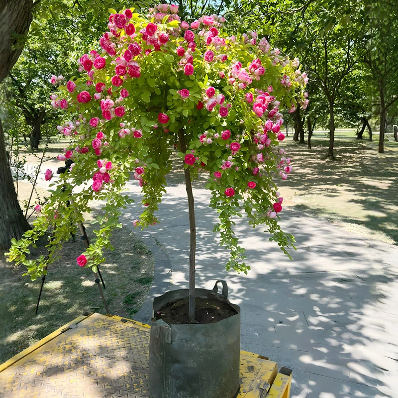 胭脂扣棒棒糖月季花大棵树苗小花多头四季阳台庭院浓香绿枝可垂吊