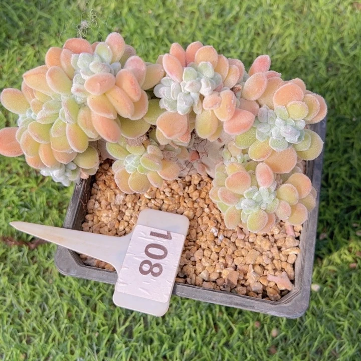 健健康康平平安安