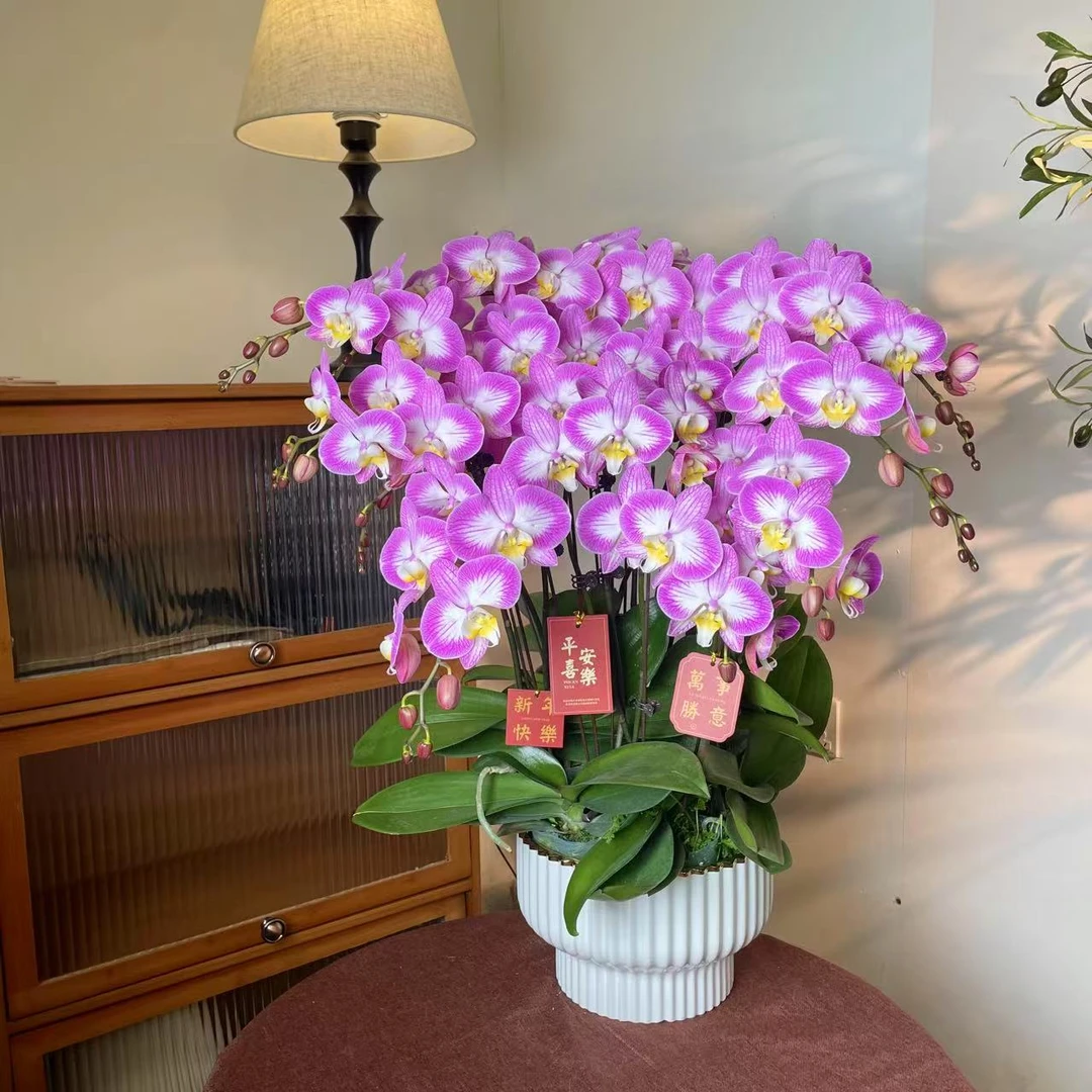 【斯普利特-蝴蝶兰】 鲜花中式 禅意 轻奢送礼装饰室内绿植