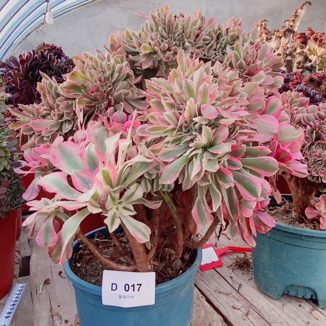 粉女郎D017所见即所得