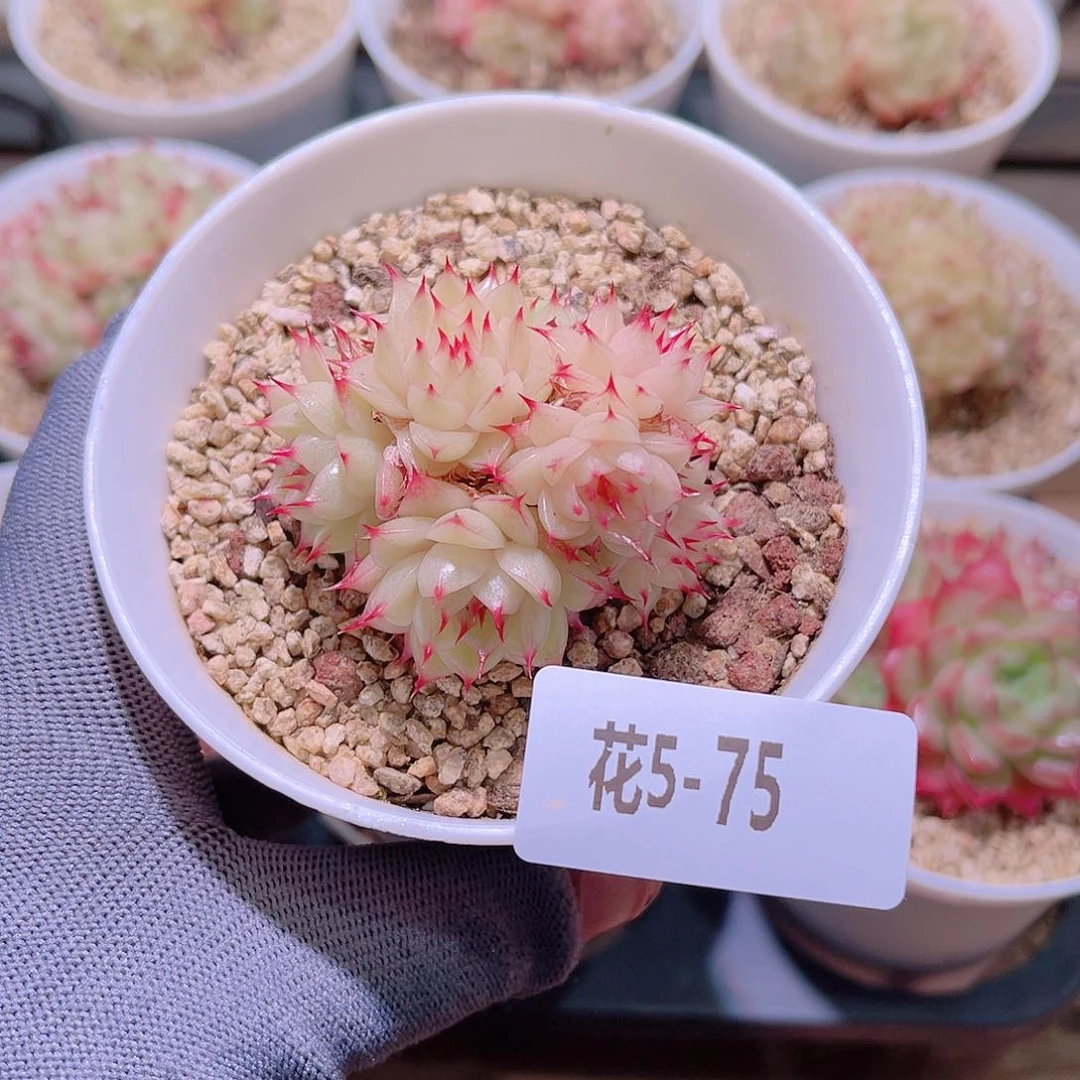 花05-75海王群生