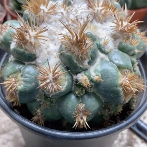 象牙仙人球25米仙人球