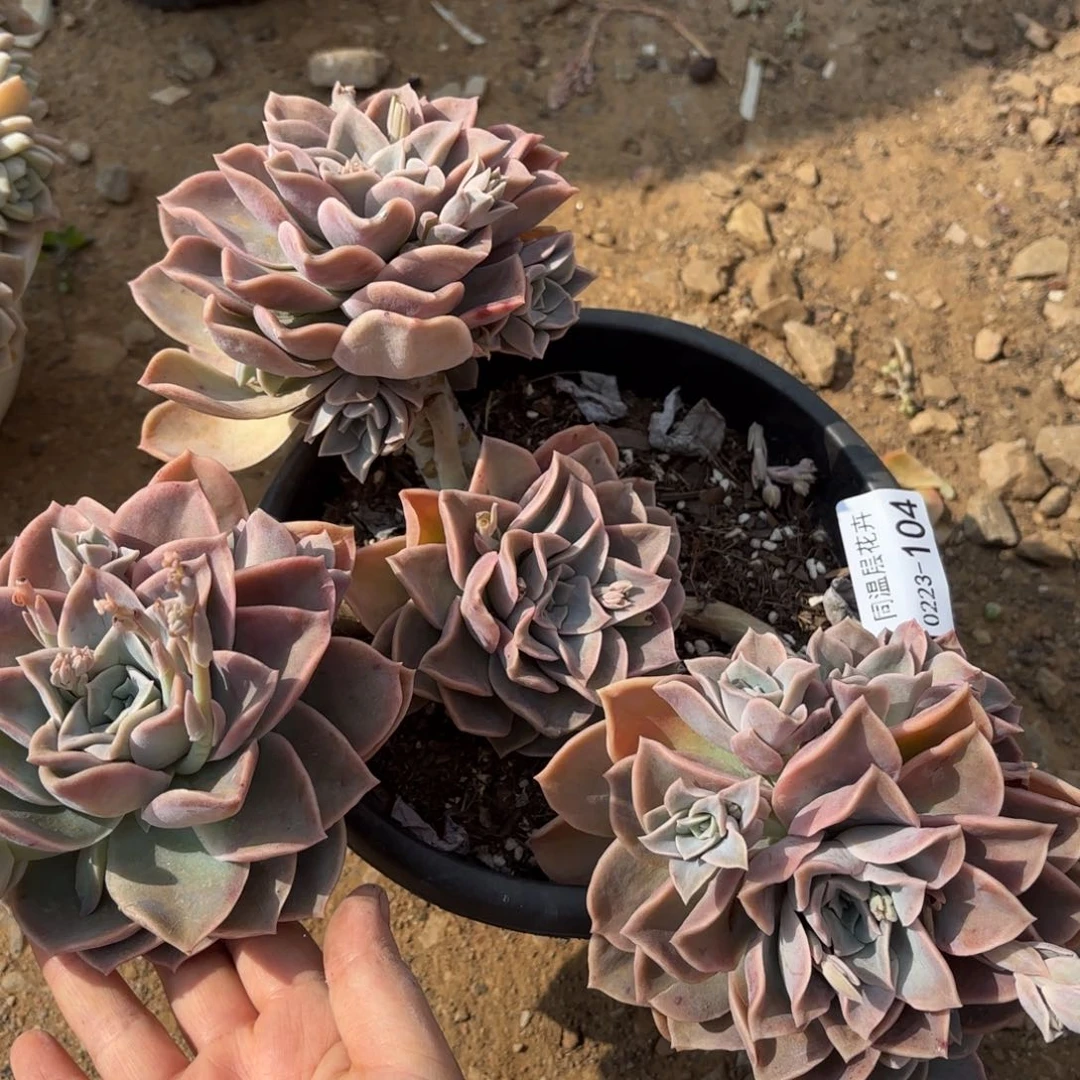 同温层多肉哈利104