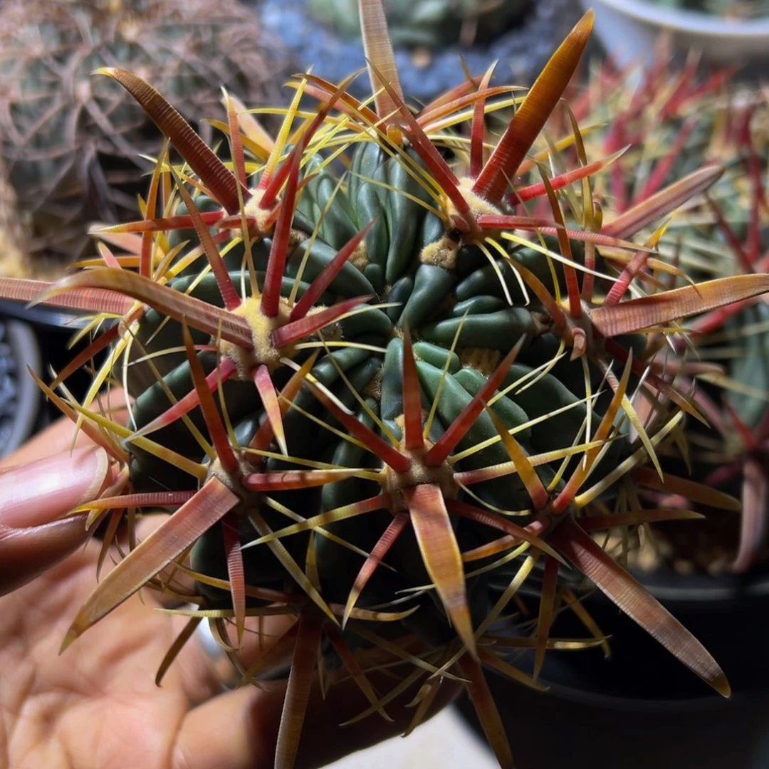 精品丸叶日出渐变色88