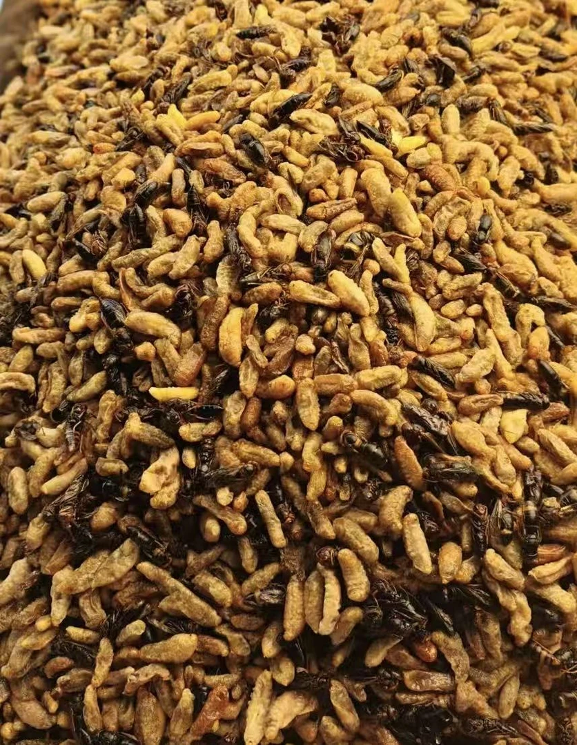 【双十一福利品嫩蜂】新鲜纯菜籽油现炸树蜂蛹【345级下酒菜】