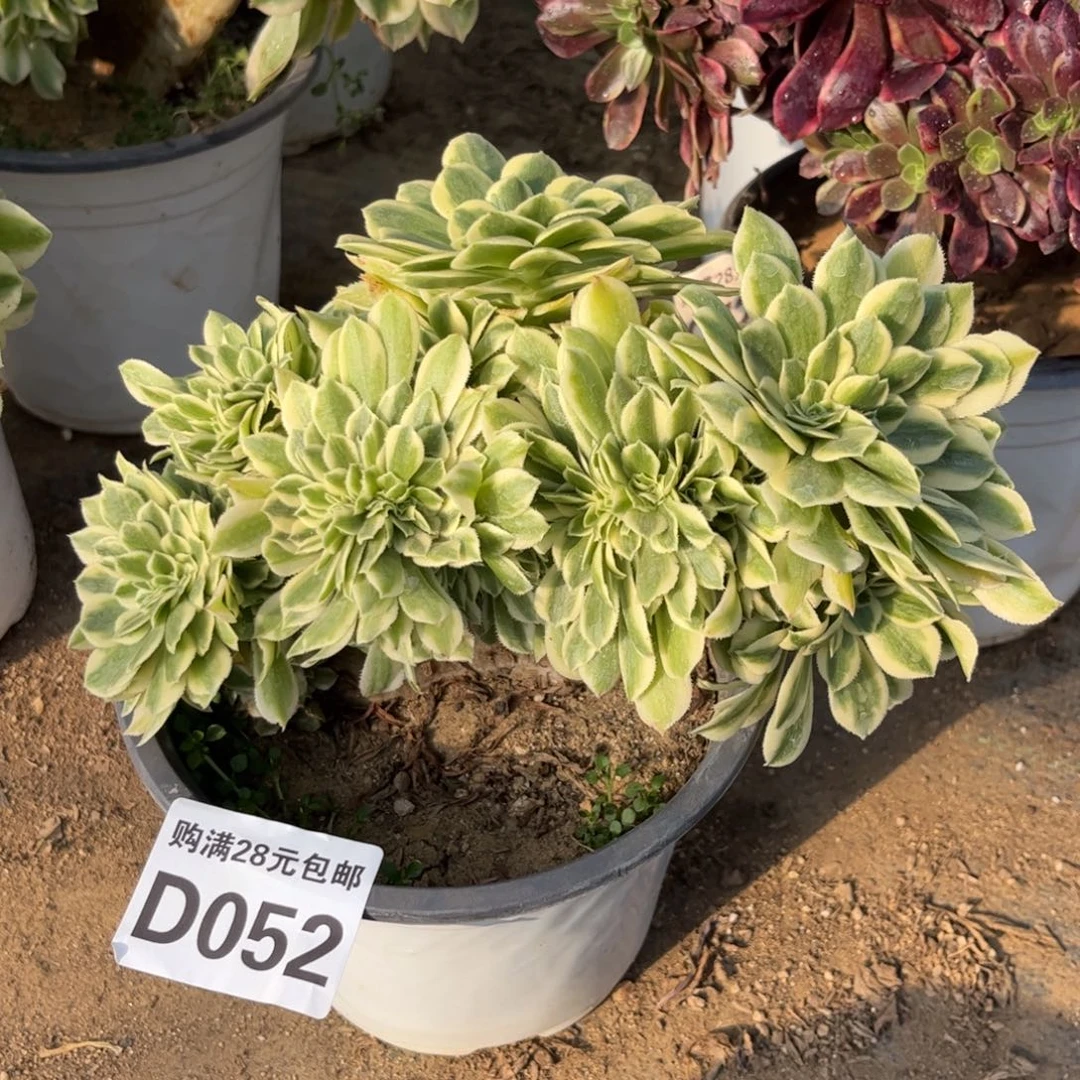 052多肉植物迈巴赫缀化