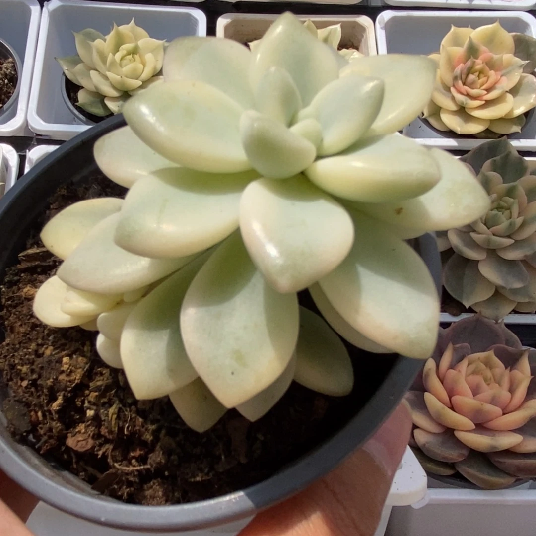 321蛋糕就锦锦锦锦锦