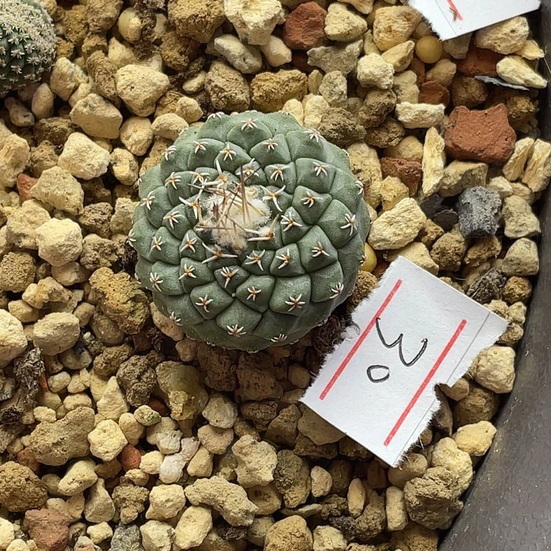 实生菊水 2.6公分 包邮