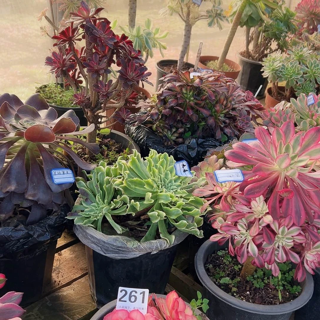 荔枝261多肉植物多肉植物