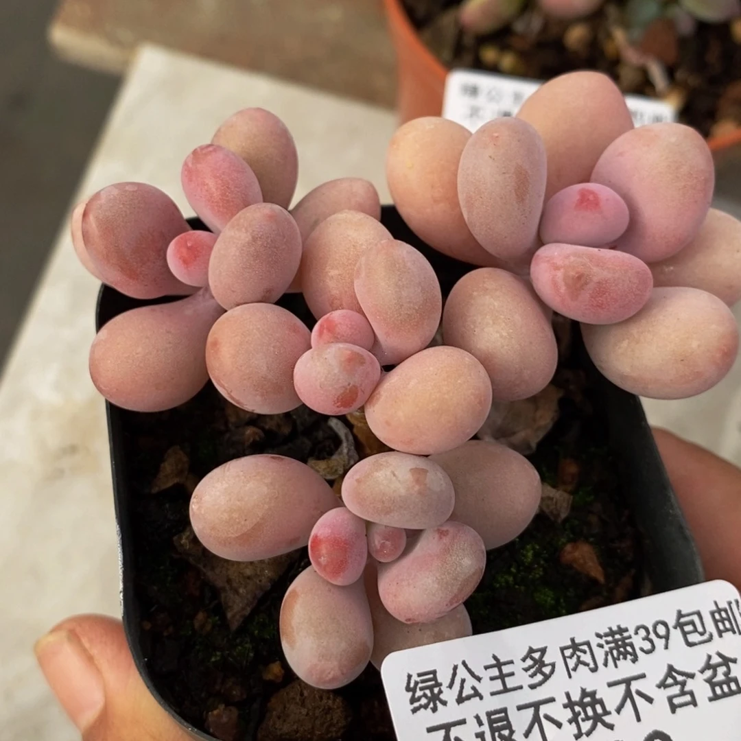 520糖果桃蛋多肉7cm