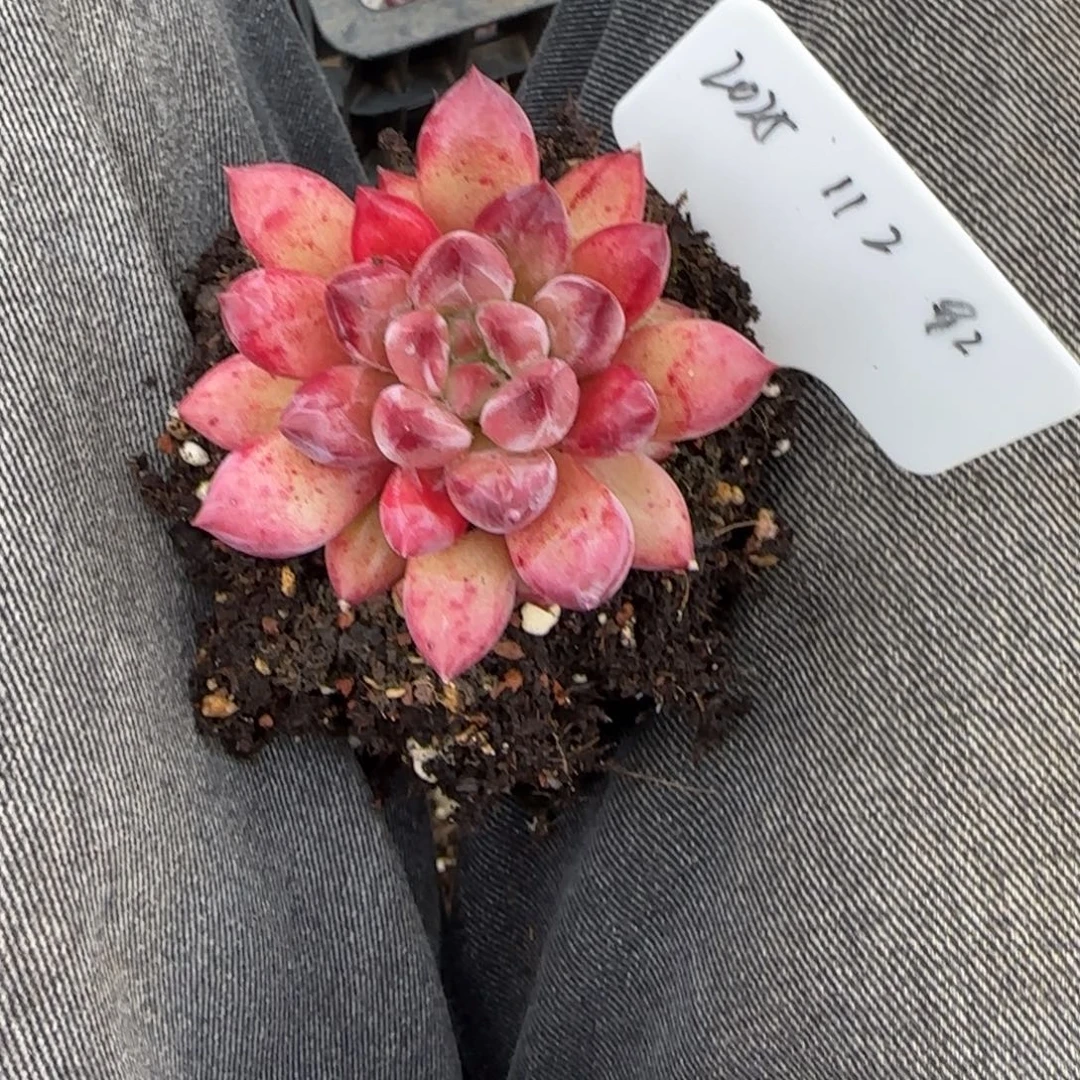 一物一拍彩体虞美人92