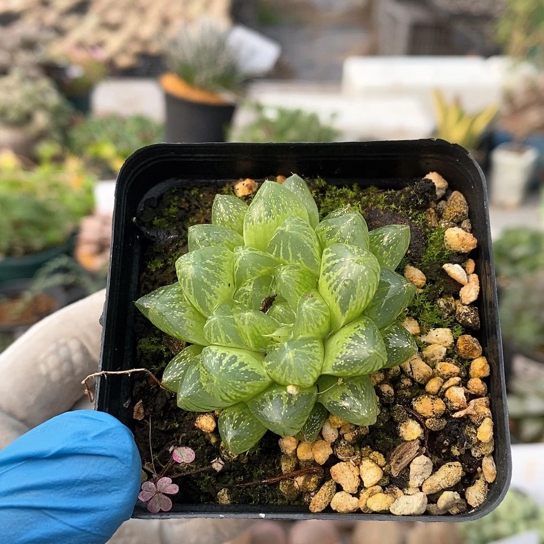 978 实生雪花带盆土 9.9包邮