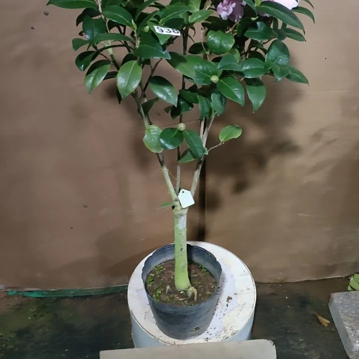 938乌马克，原盆原土发货，不包邮