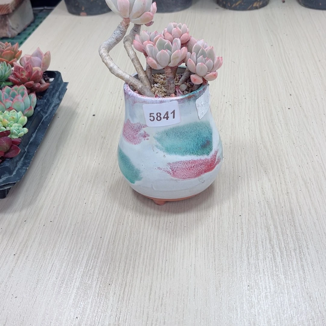 多肉植物 5841裸根