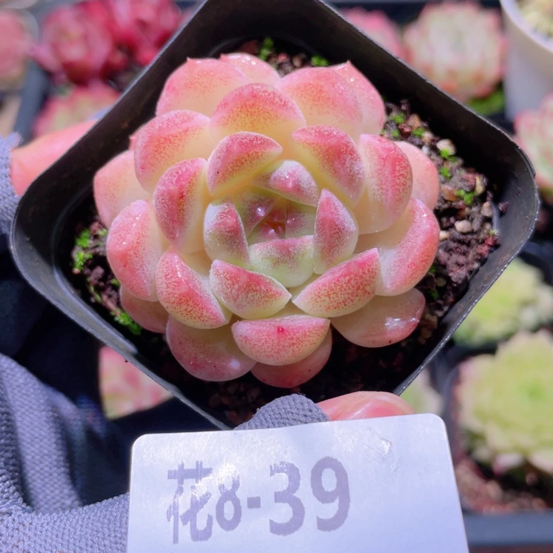 花利美 8-39明月心