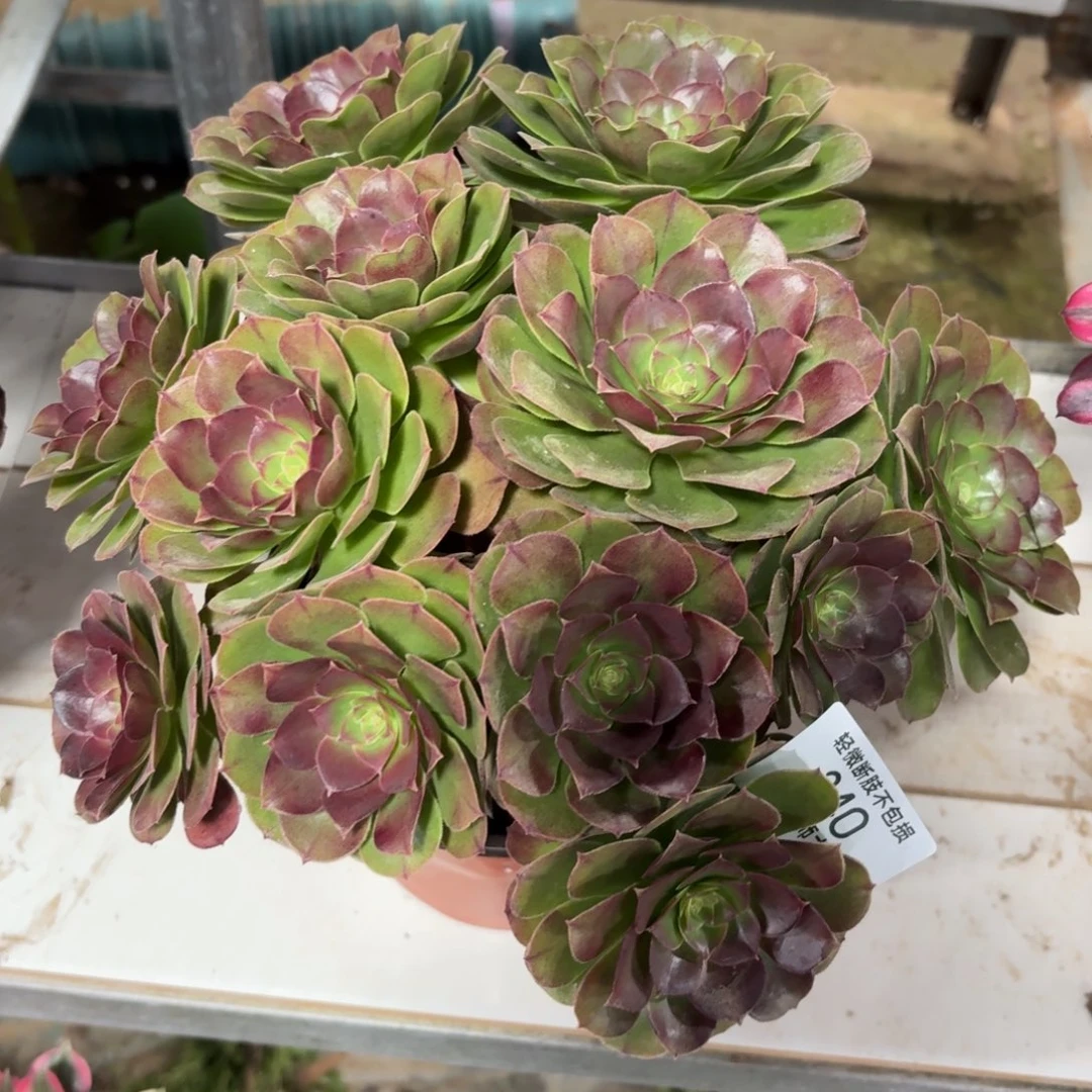 340桃花石多肉植物法师