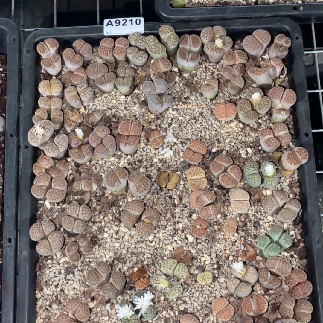 9210巴里菊混筐脱土不售后
