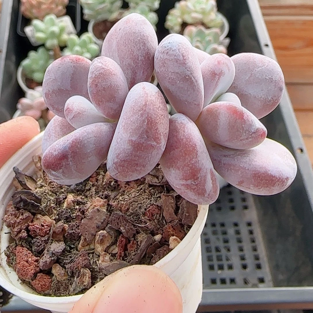 多肉1013--87奶酪系