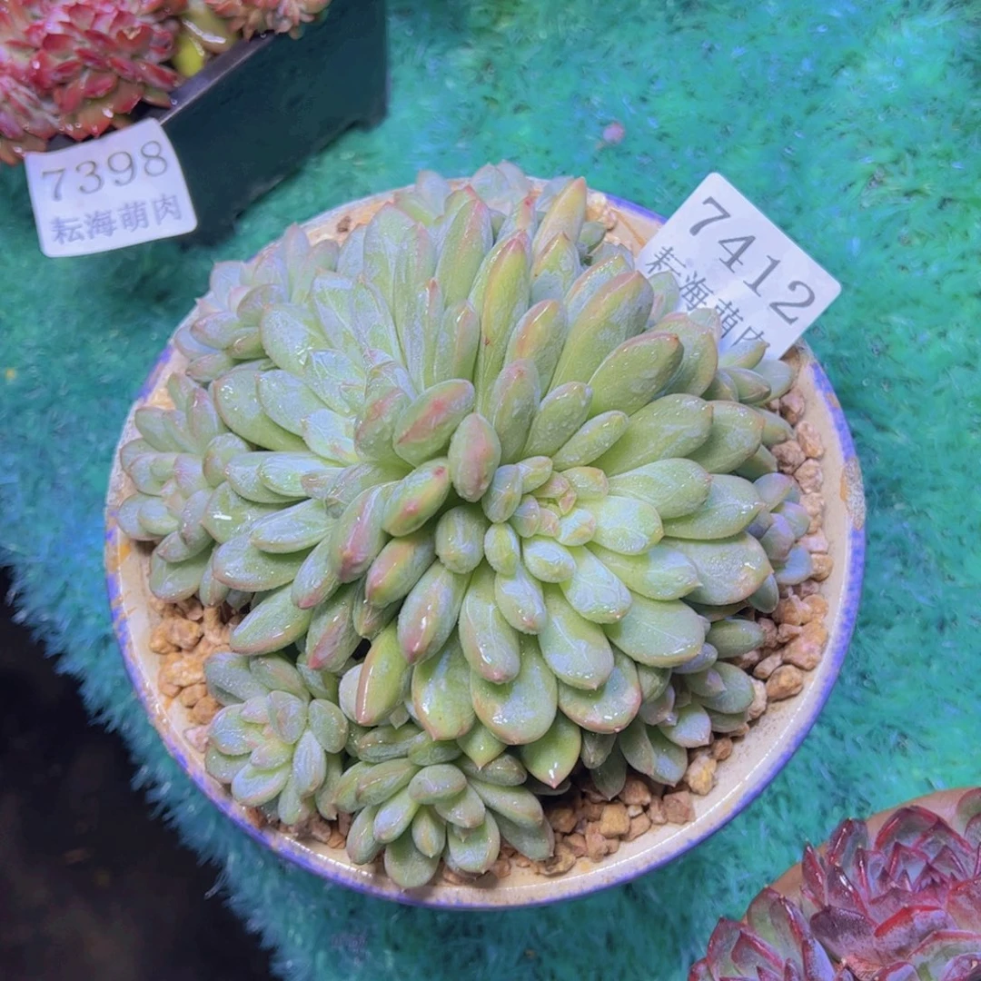 百搭翡翠7412多肉植物