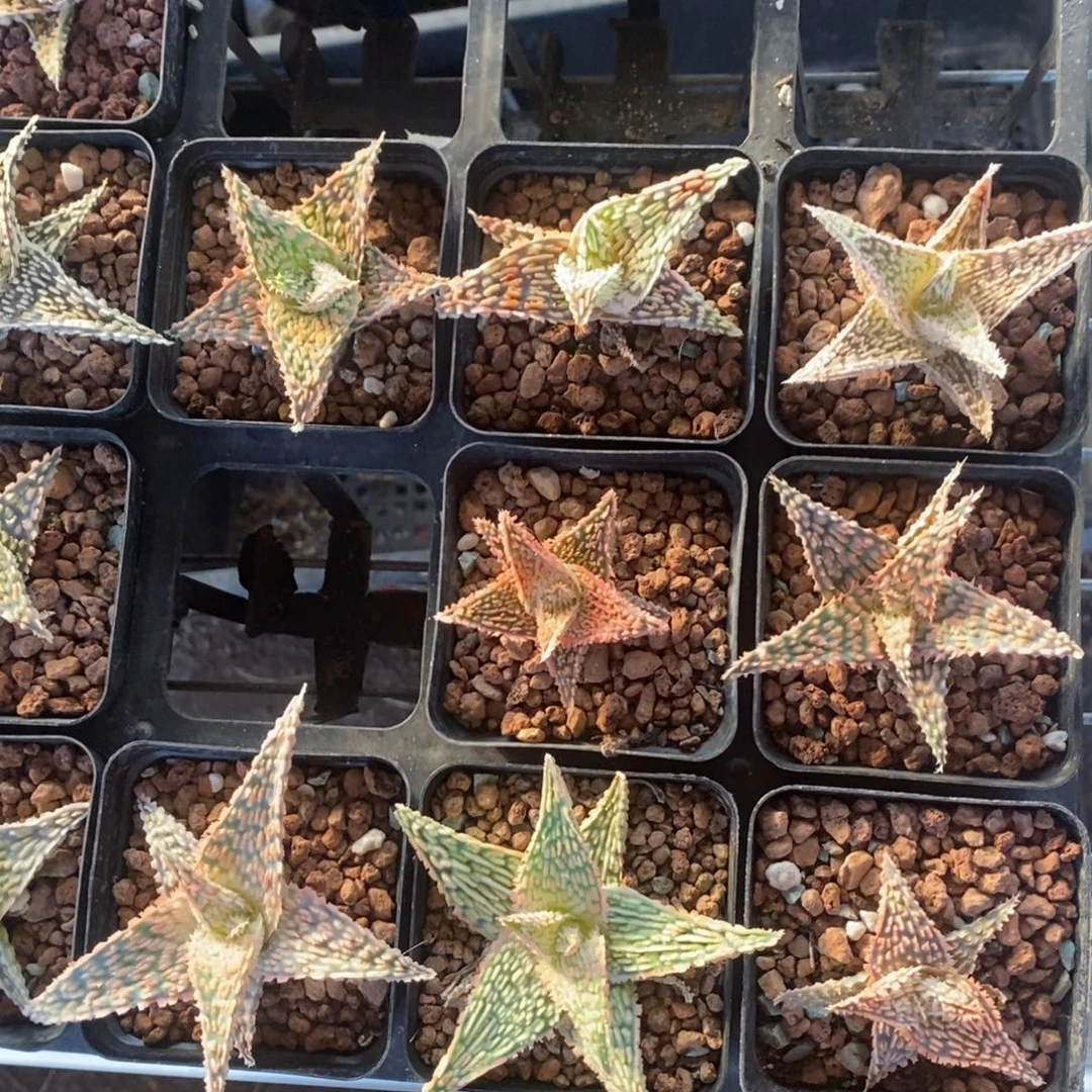 1510 一颗超大圣诞芦荟 高货