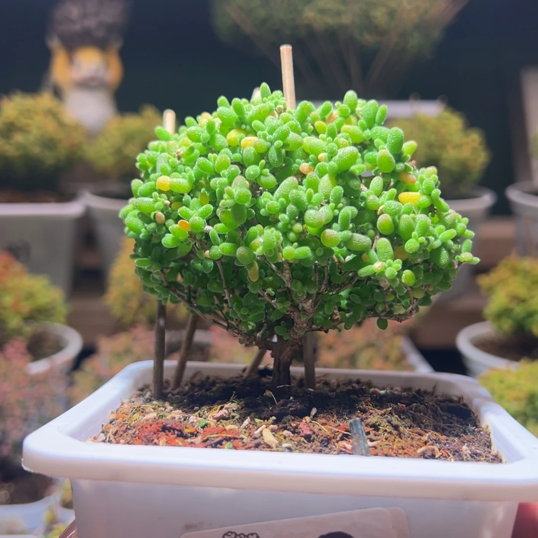471蜜橘一物一拍带盆土发货