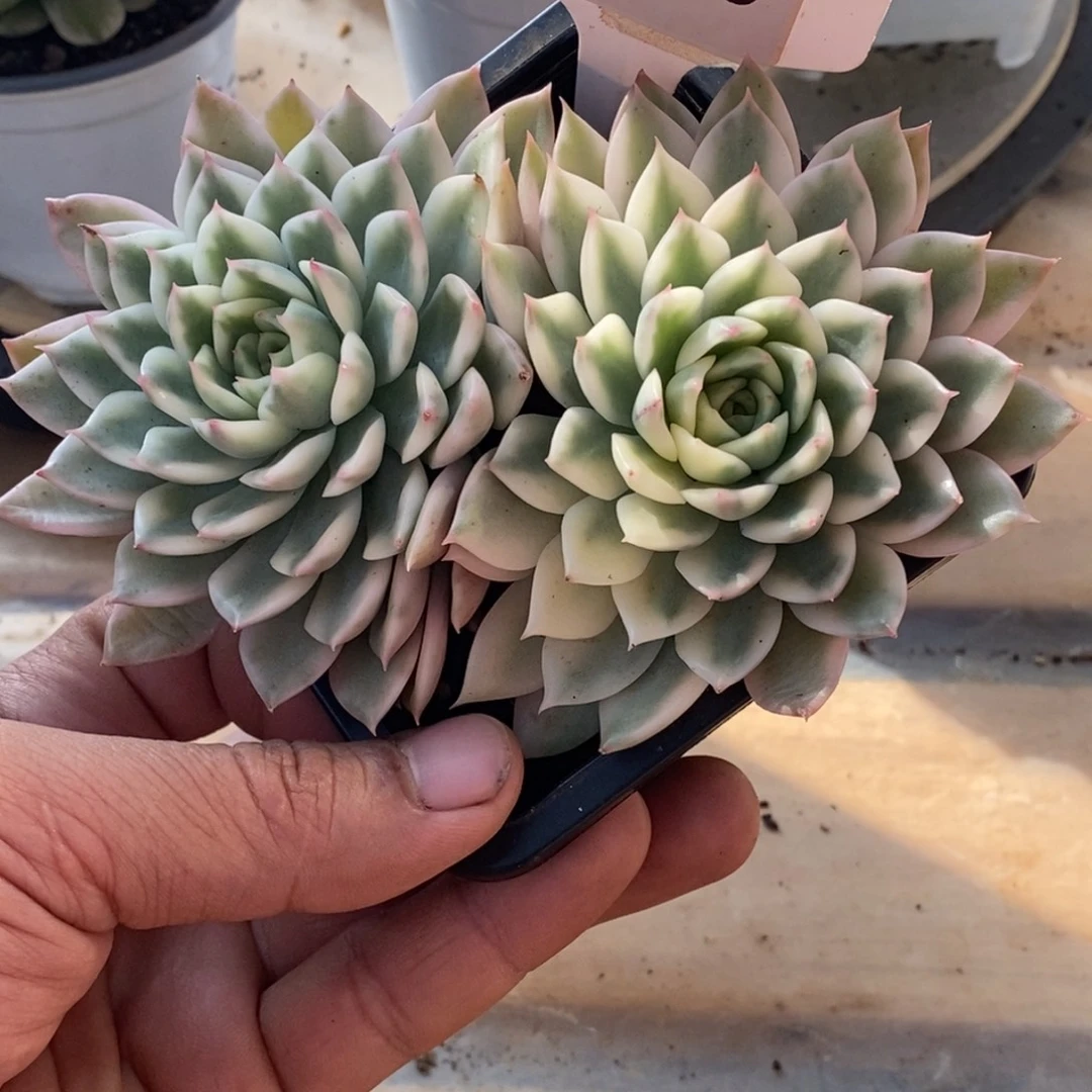 130长岛冰茶哈哈哈哈哈