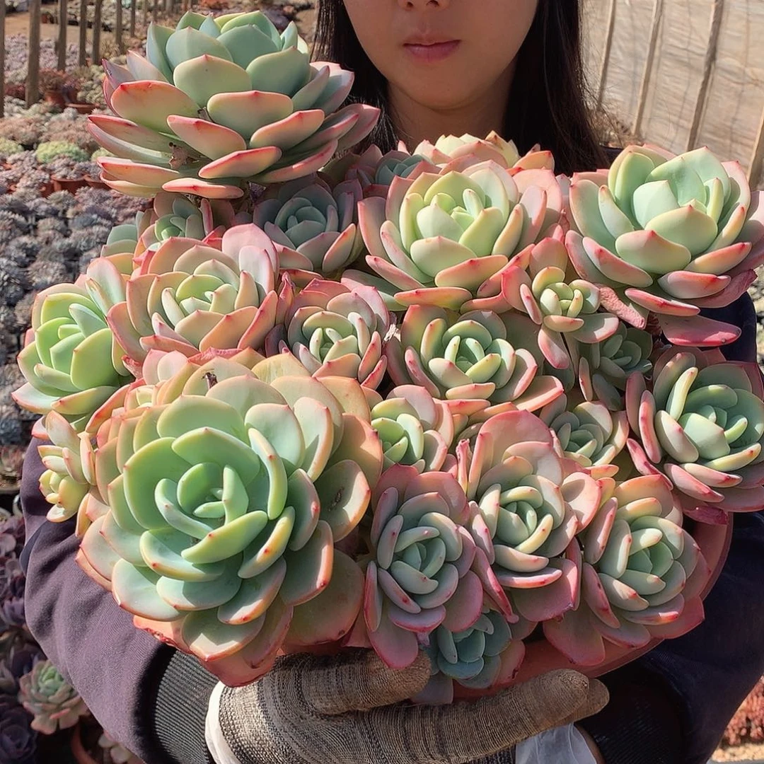 大白月光杆子有瑕疵不售后59米