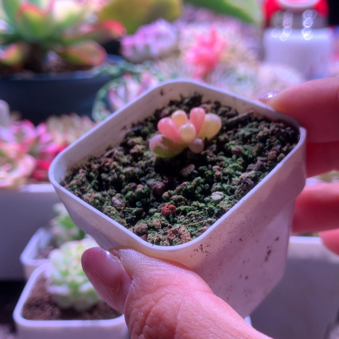 开播凑单福利五十铃玉有根