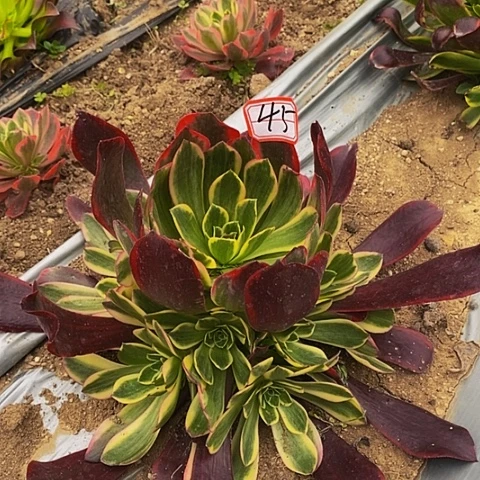 变异法师法师45链接