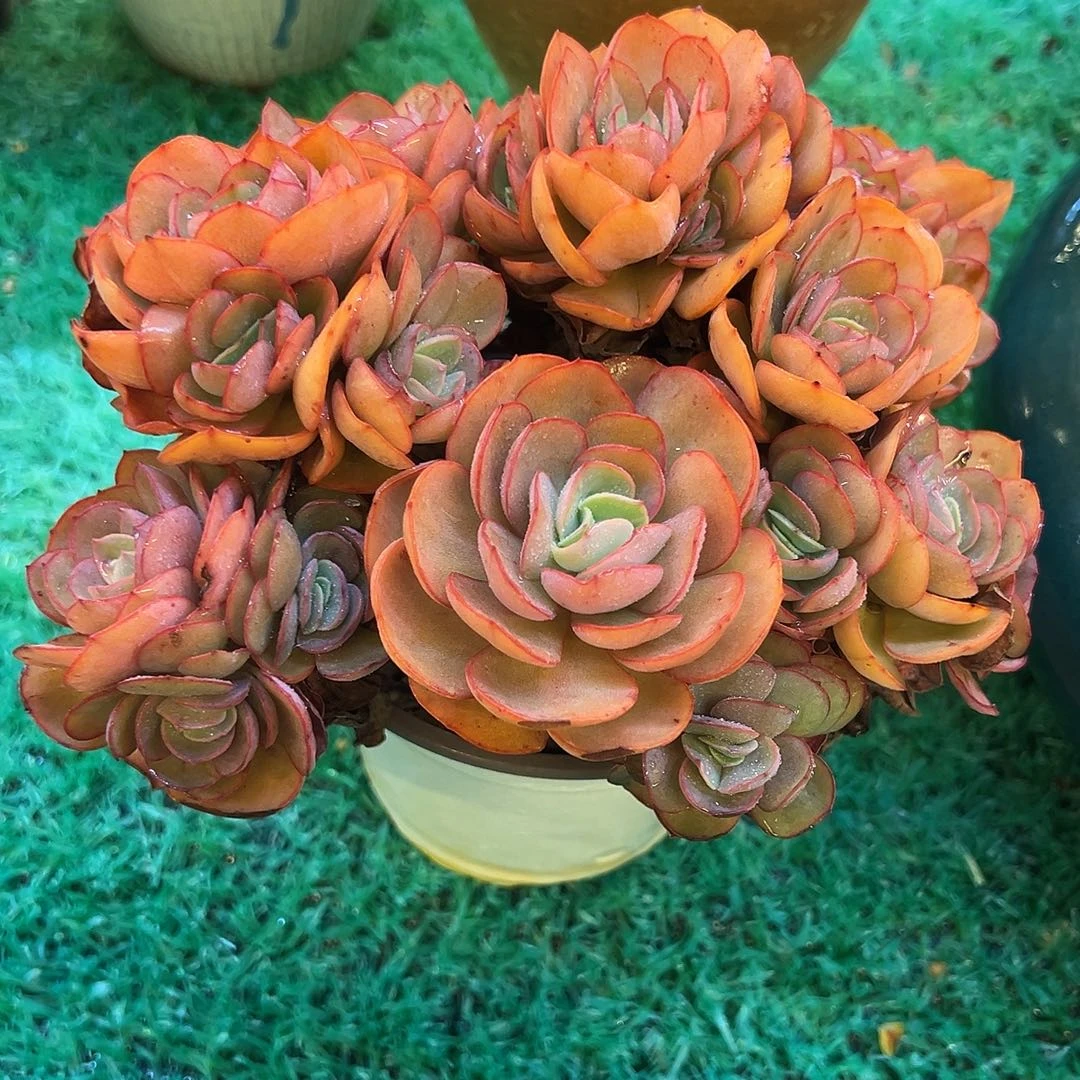 48，，，，，，，，，，，，，，，，，