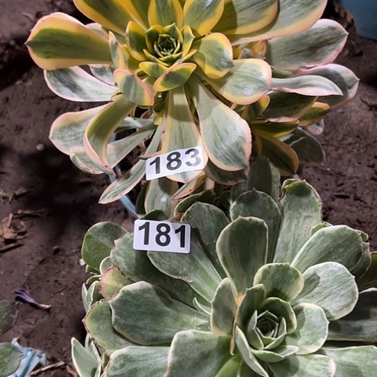 很****?多肉植物两个