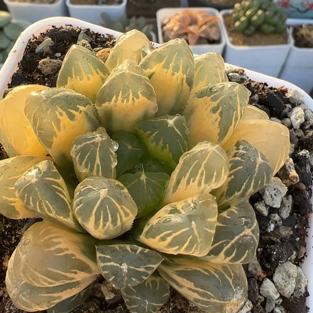 301多肉植物百科植物