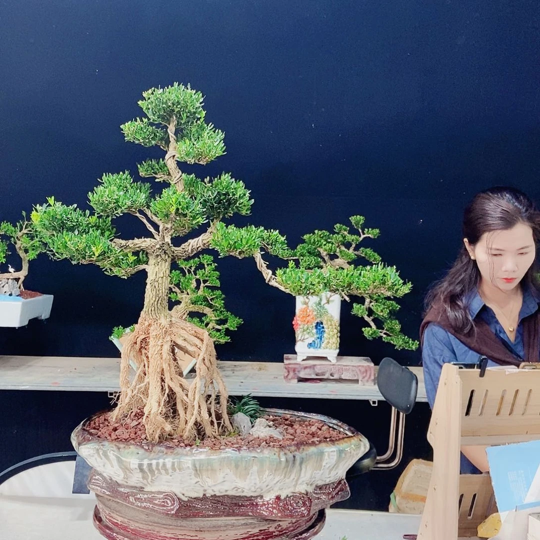 当前无花朵，栽培后可花朵