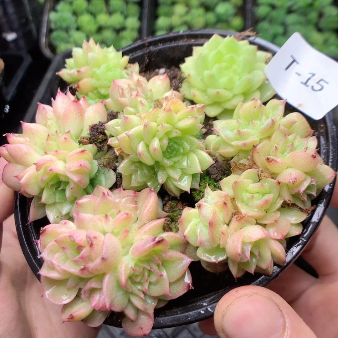 无花朵T15英语英语英语英语英语英语英语