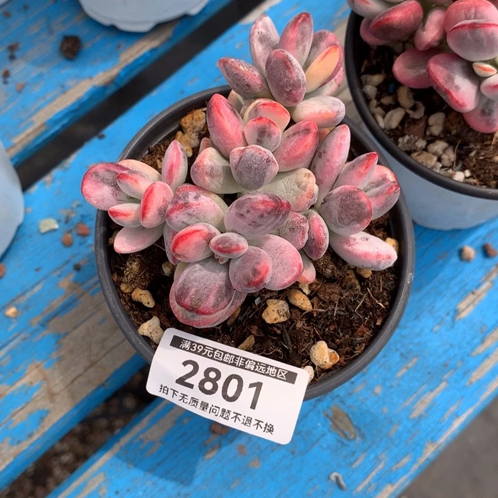 无花朵乒乓福娘锦多肉2801