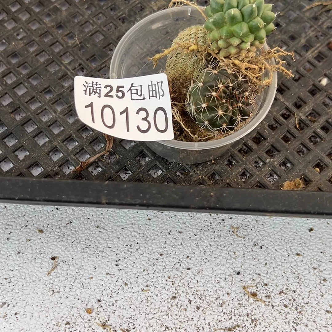 球球130，一物一拍