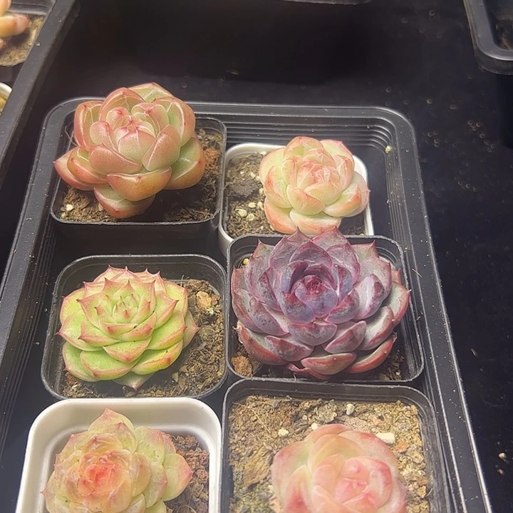 捕***手虾饺多头111111111