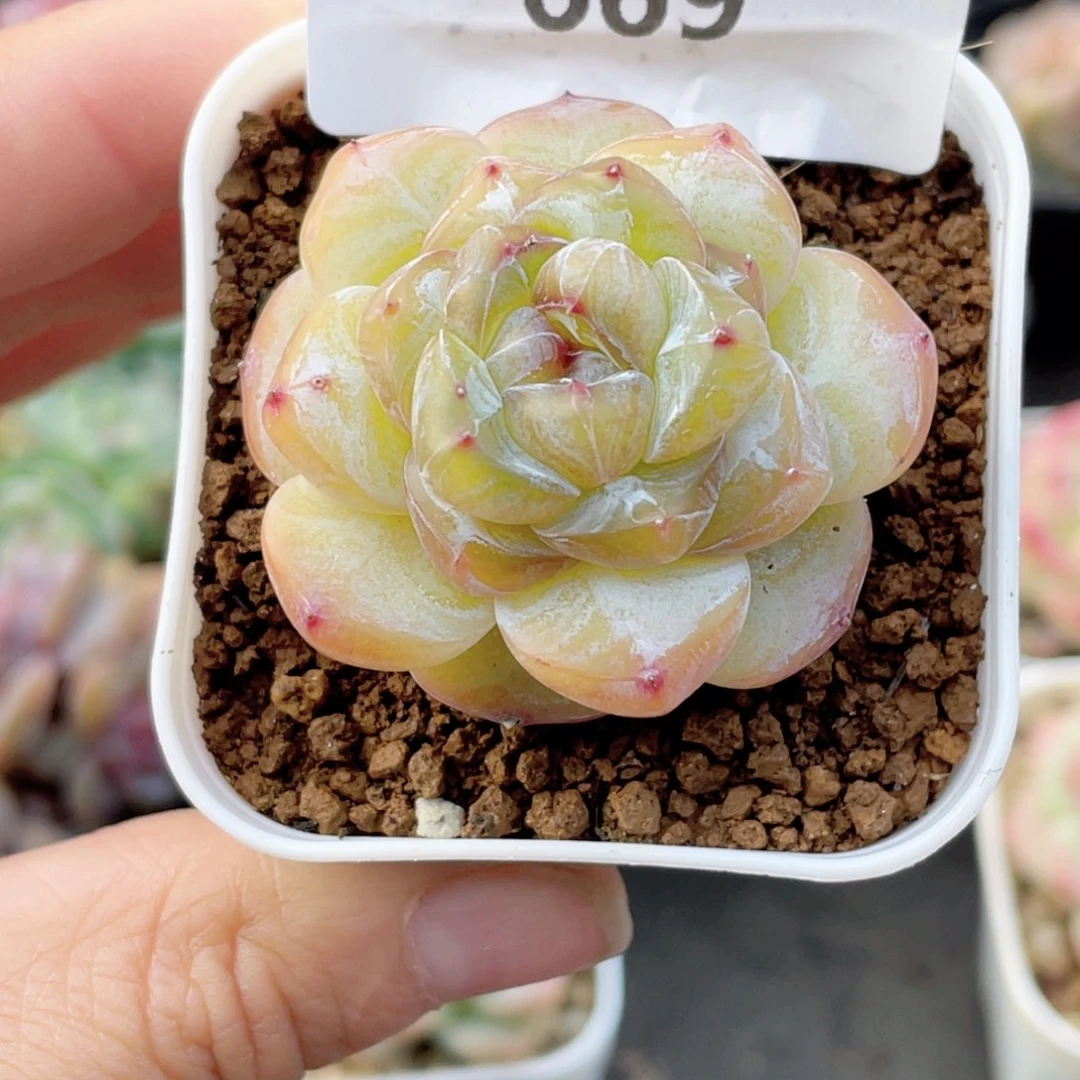 669号糖心冰心珍妮 玉帛福