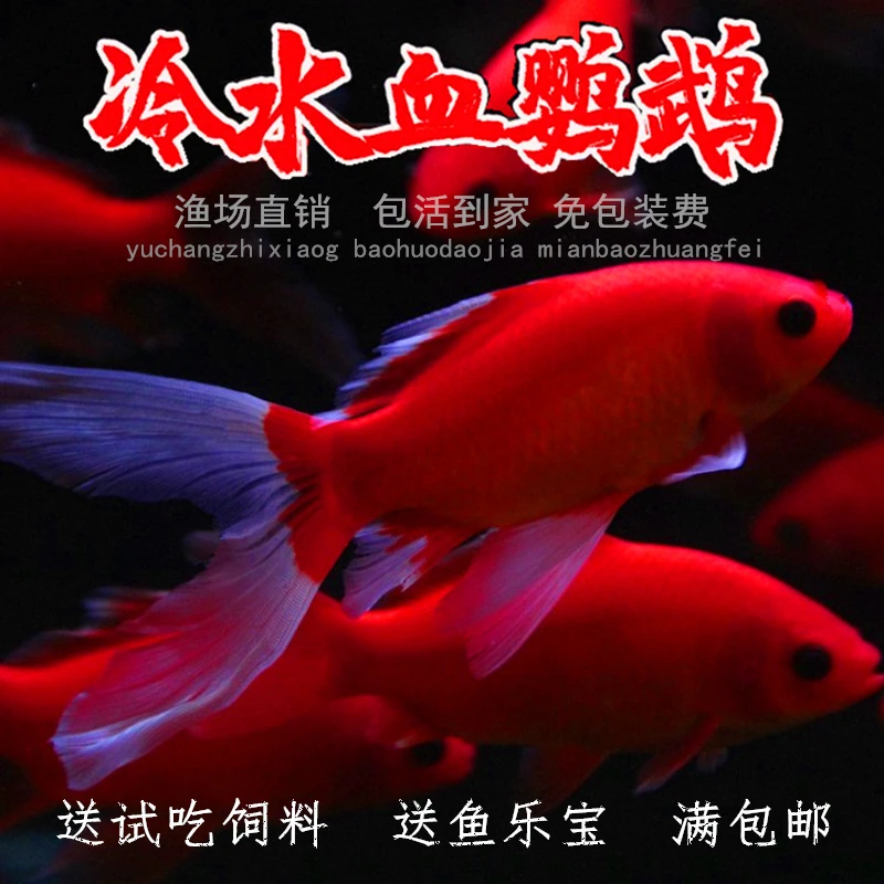 冷水鹦鹉鱼观赏鱼好养易活淡水招财鱼活体发财鱼锦鲤鱼小金鱼