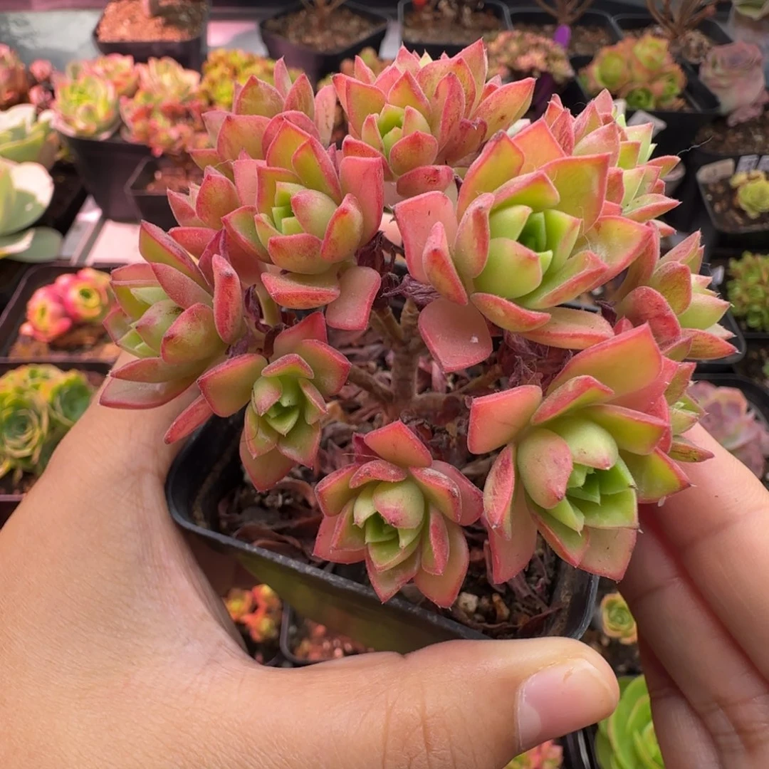 L631半城枚法系列不含盆土