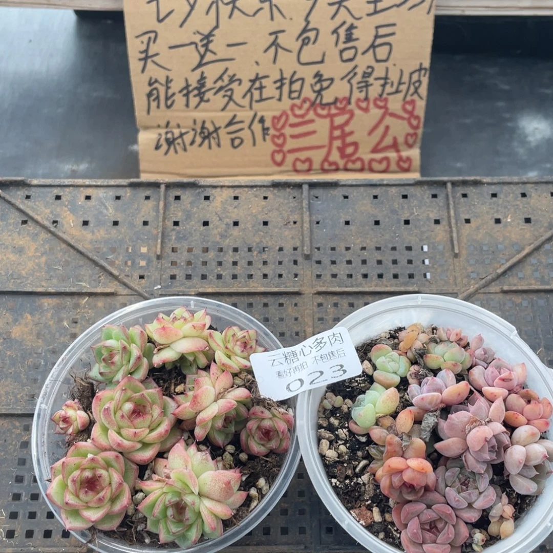 云糖心多肉植物23