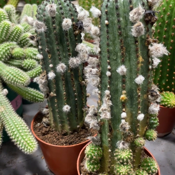 橙花大型金刚新品带花苞