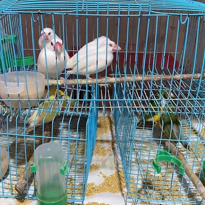 文鸟拾*特价白文四只