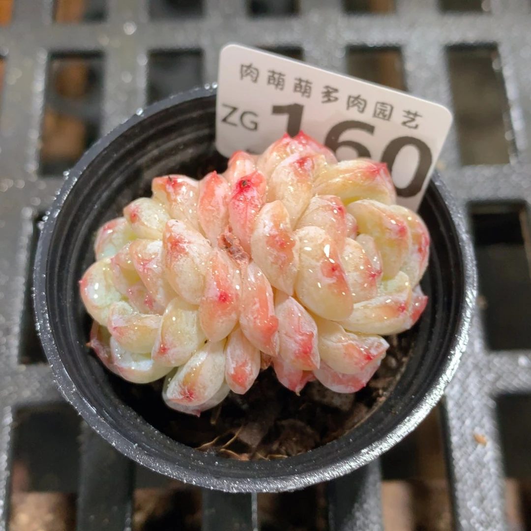 肉萌萌拇指盆精控多肉ZG160