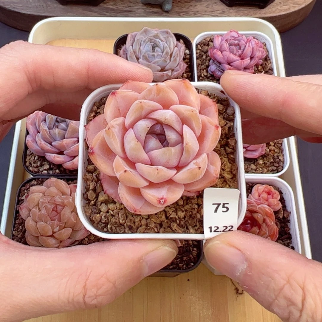 好好看75、哈哈哈哈