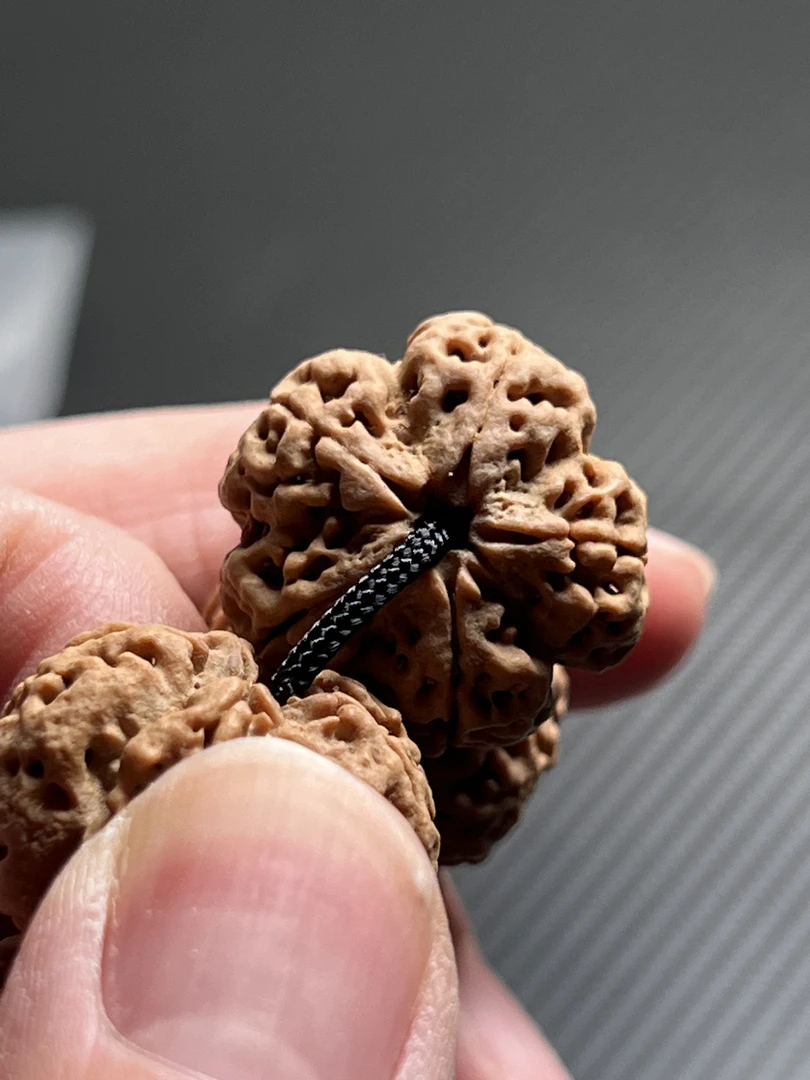 梅花-高山籽黑绳A+