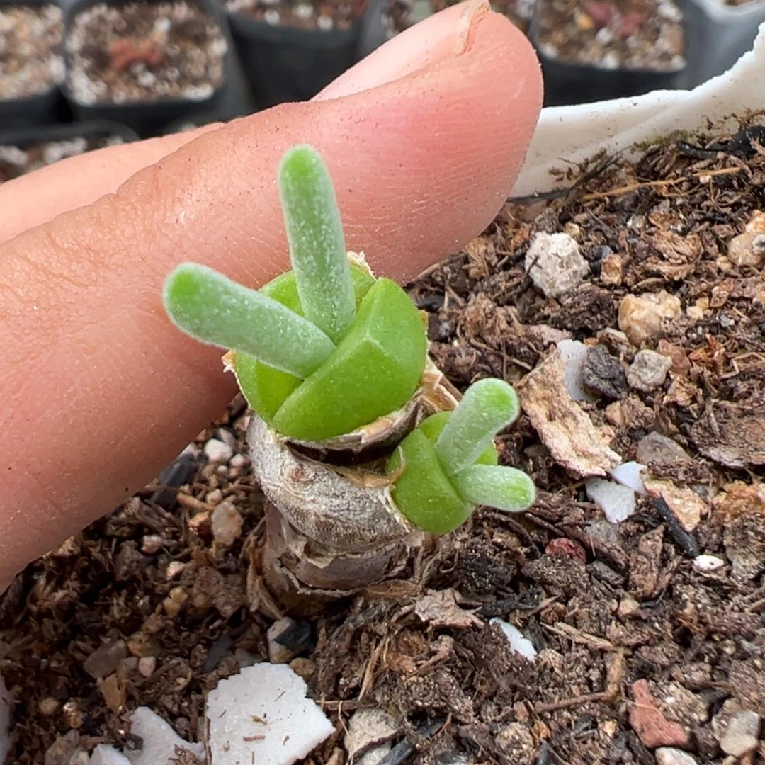 _***_9.18好看的多肉脱土发货586
